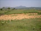 Convertible agricultural land for sale in Harohalli, Maralawadi